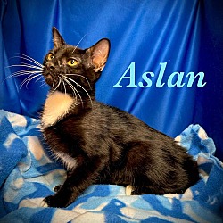 Thumbnail photo of Aslan #1