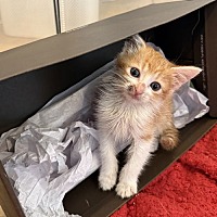 adopt a pet