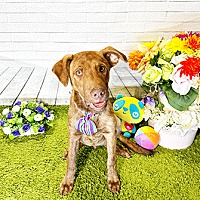 adopt a pet