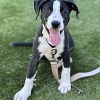 adopt a pet