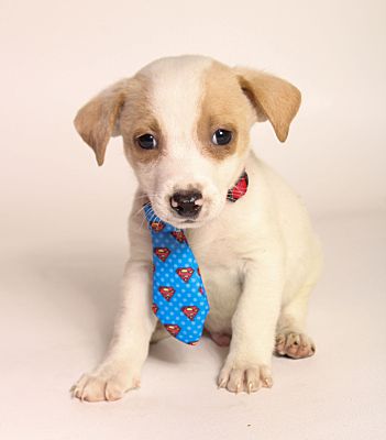 Baton Rouge La Jack Russell Terrier Meet Rex A Pet For Adoption