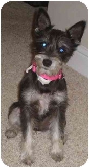 mini schnauzer rat terrier mix