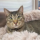 Adopt A Pet :: Fiona - Locust Grove, GA