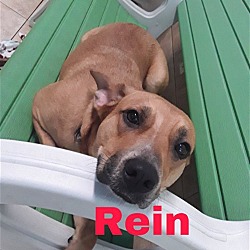 Photo of Rein