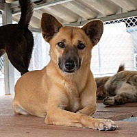 adopt a pet