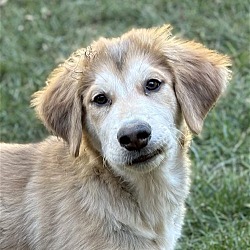 Photo of Cornelius