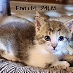 Photo of Foster Roo