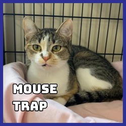 Photo of Mouse Trap