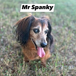 Thumbnail photo of Mr Spanky #1