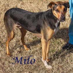 Photo of Milo (D21-061)