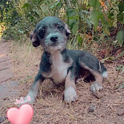 Thumbnail photo of Tater Tot - Adorable Terrier #4