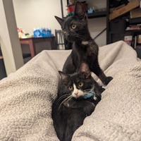 adopt a pet