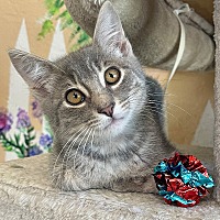 adopt a pet