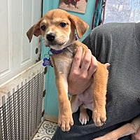 adopt a pet