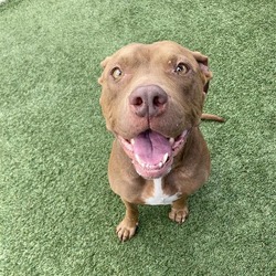 Bashful, American Pit Bull Terrier