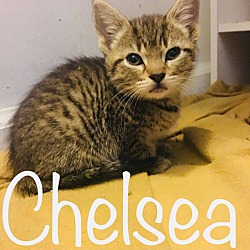 Thumbnail photo of Chelsea #2
