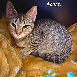 Photo of Acorn