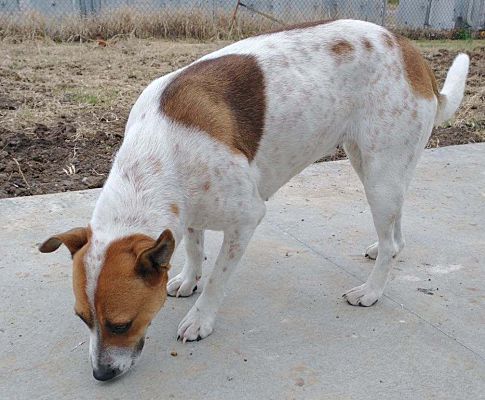 Norris City, IL - Australian Cattle Dog/Terrier (Unknown Type, Medium ...