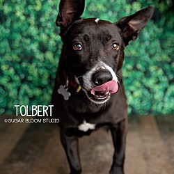 Thumbnail photo of Tuggy aka Tolbert #4