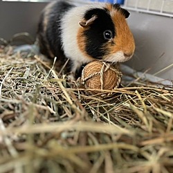 Photo of Scott - male guinea pig, one year
