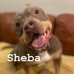 Thumbnail photo of Sheba #1