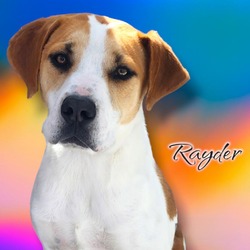 Thumbnail photo of Rayder - PAWS #1