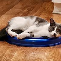 adopt a pet
