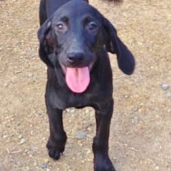 Thumbnail photo of Dee Dee, lovable lab mix baby! #3
