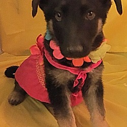Thumbnail photo of Augusta-Adopted! #2