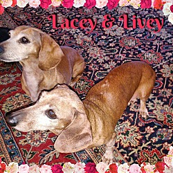 Thumbnail photo of Lacy & Livey #1