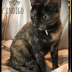 Thumbnail photo of Indigo #1