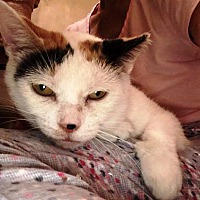 Calico Kittens For Sale In Rochester New York Adoptapet Com