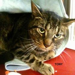 Humane Society Of Northwest Indiana In Gary Indiana