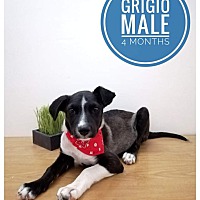 Photo of Grigio