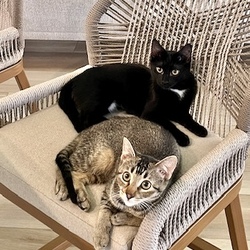 Photo of Chili and Breezy (Bonded Pair)