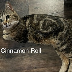 Photo of Cinnamon Roll