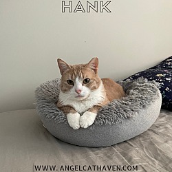 Thumbnail photo of Hank #1