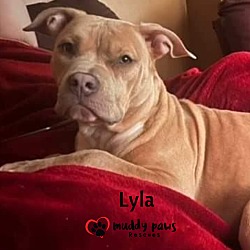 Thumbnail photo of Lyla (Courtesy Post) #2