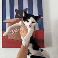 adopt a pet