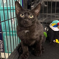 adopt a pet