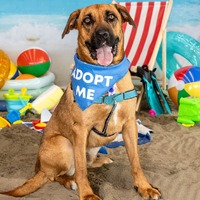 adopt a pet