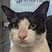 adopt a pet