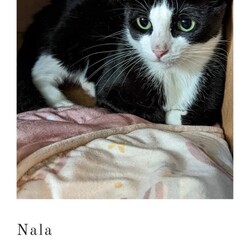 Photo of Nala (Cocoa Adoption Center)