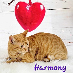 Thumbnail photo of Harmony #4