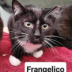 Thumbnail photo of Frangelico #1