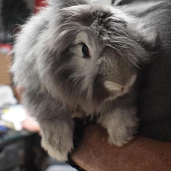 Thumbnail photo of Fluffer (Fluffy) (Candy) #1