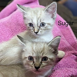 Photo of Sugar - Cookie Litter