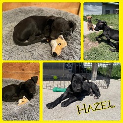 Photo of Hazel