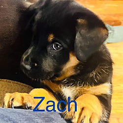 Photo of ZACH