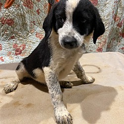 Photo of Border Doodle Puppies